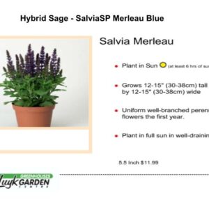 Hybrid Sage - SalviaSP Merleau Blue