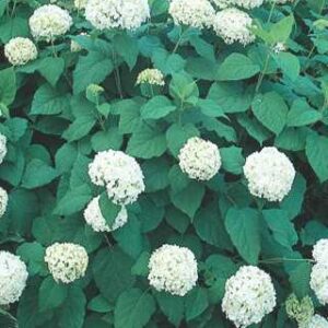 Hydrangea a.'Annabelle'
