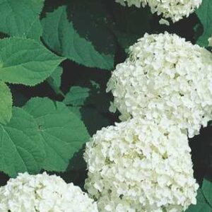 Hydrangea a.'Incrediball' PW