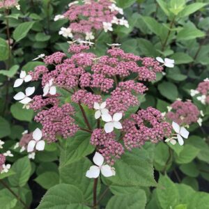 Hydrangea a.'Invincibelle Lace' PW