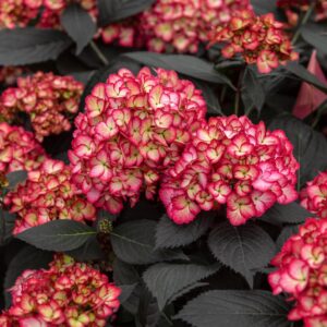 Hydrangea m. First Editions 'Eclipse'