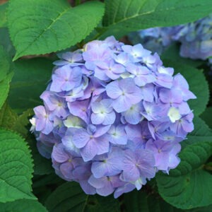 Hydrangea m.'Let's Dance Sky View' PW