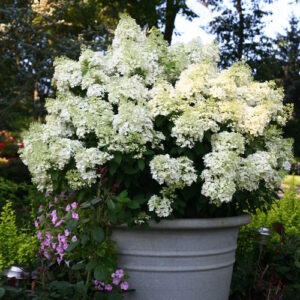 Hydrangea p.'Bobo' PW