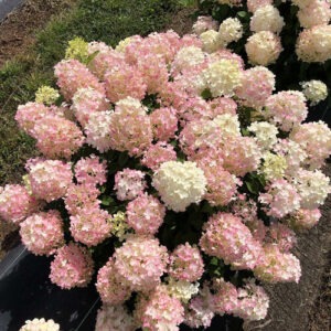 Hydrangea p.'Fire Light Tidbit' PW