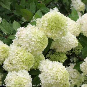 Hydrangea p.'Limelight' PW