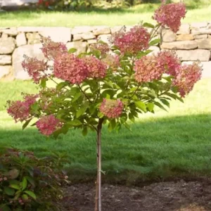 Hydrangea p.'Pinky Winky' standard