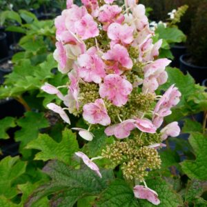 Hydrangea q.'Ruby Slippers'