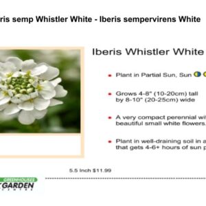 Iberis semp Whistler White
