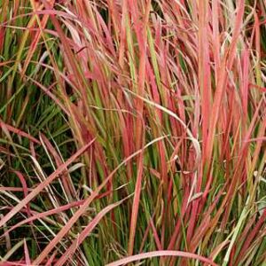 Imperata c.'Red Baron'