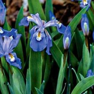 Iris cristata