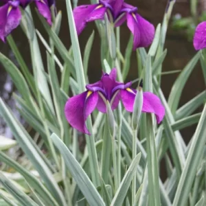 Iris e.'Variegata'