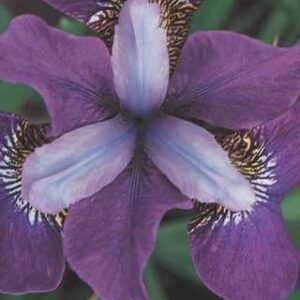 Iris s.'Jewelled Crown'