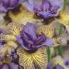 Iris s.'Purring Tiger'
