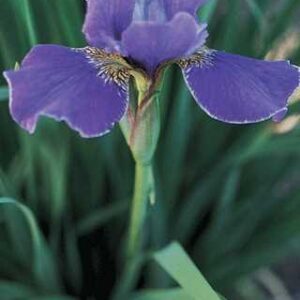 Iris s.'Silver Edge'