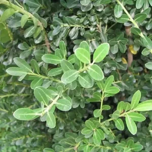 Japanese holly