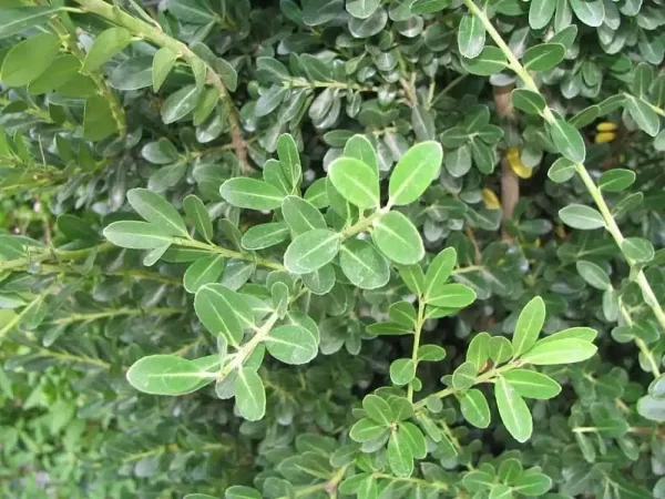 Japanese holly