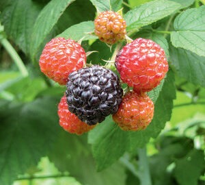 Jewel Black Raspberry