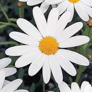 Kalimeris i.'Daisy Mae'