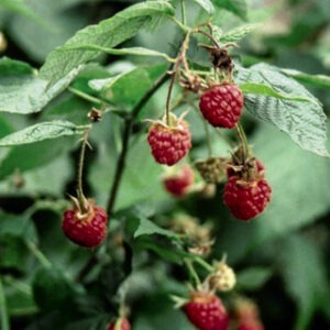 Killarney Raspberry