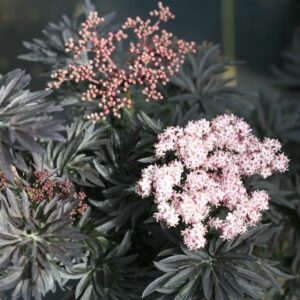 Laced Up Elderberry