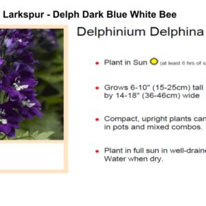 Larkspur - Delph Dark Blue White Bee