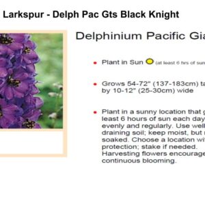 Larkspur - Delph Pac Gts Black Knight