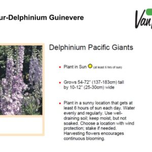Delphinium Guinevere