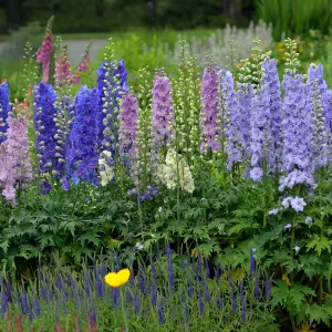 Larkspur-Delphinium elatum