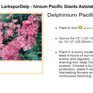 LarkspurDelp - hinium Pacific Giants Astolat