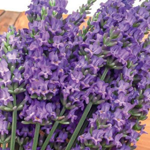 Lavandula 'Sensational!'