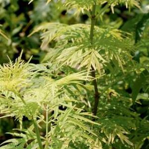 Lemony Lace Elderberry