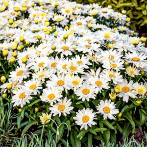 Leucanthemum 'Spoonful of Sugar'