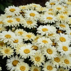 Leucanthemum s.'Banana Cream II' PW