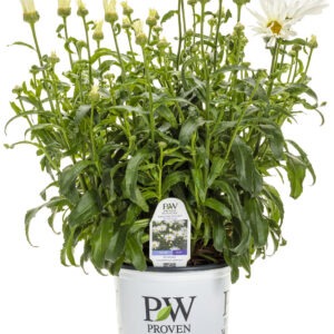 Leucanthemum s.'Spun Silk' PW