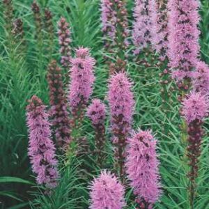 Liatris spicata
