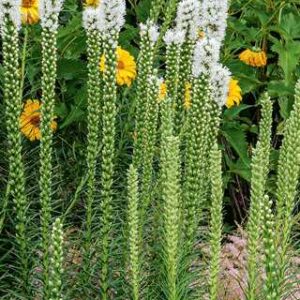 Liatris spicata 'Alba'