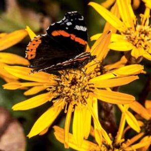Ligularia d.'BBQ Banana'