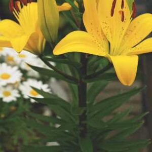 Lilium a 'Matrix Golden'