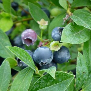 Lowbush Blueberry Brunswick