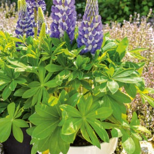 Lupin - Lupin Gallery Blue Pure