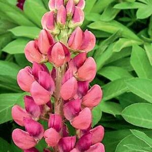 Lupin - Lupin Gallery Pink Bcol
