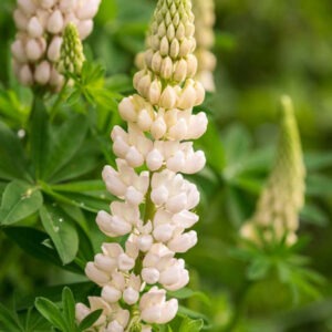 Lupin - Lupin Gallery White Sh