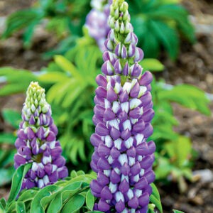 Lupinus p.'Mini Gallery Series Blue Bicolor'