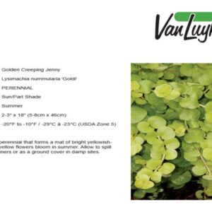 Lysimachia n.'Goldi'