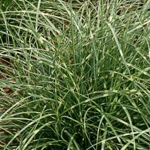 Miscanthus s.'Little Zebra'