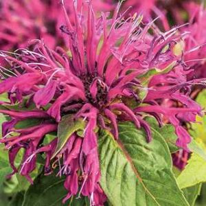 Monarda 'Balmy Purple'