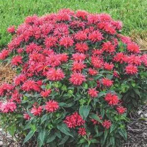 Monarda 'Cherry Pops'