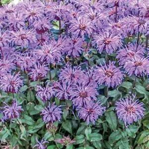 Monarda Sugar Buzz 'Blue Moon'