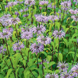 Monarda fistulosa