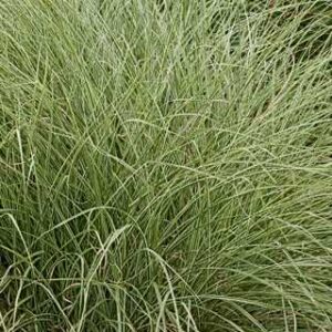 Morning Light Maiden Grass